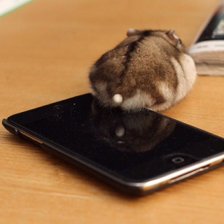 Illustration for article titled A Facebook Page Dedicated Entirely to Hamster Butts